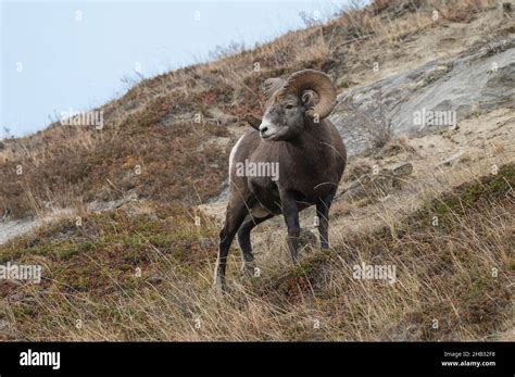 Rocky Mountain Bighorn Sheep Ram Ovis Canadensis Jasper National