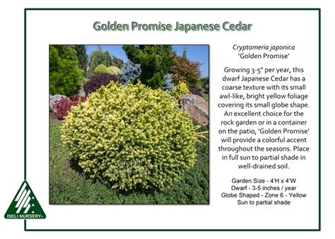 Cryptomeria Japonica Golden Promise Iseli Nursery