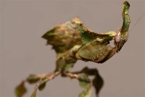 19 Types Of Praying Mantis With Pictures And Identification Guide