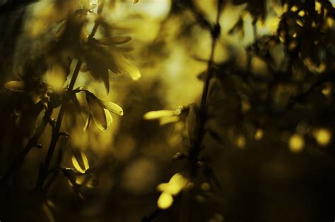 Fondos de pantalla luz de sol naturaleza rama amarillo Mañana