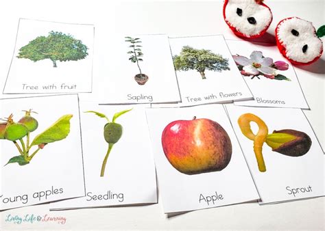 Fun Apple Life Cycle Worksheets