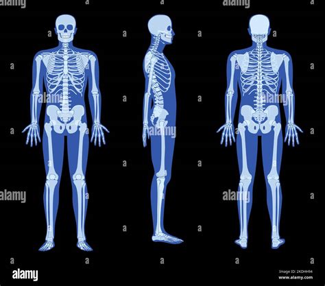 Conjunto De Esqueleto De Rayos X Cuerpo Humano Manos Piernas Pechos Cabezas Vértebras