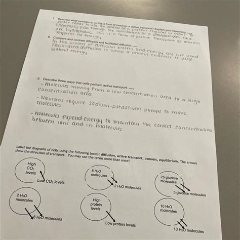 Label The Diagrams Of Cells Using The Following Terms Diffusion