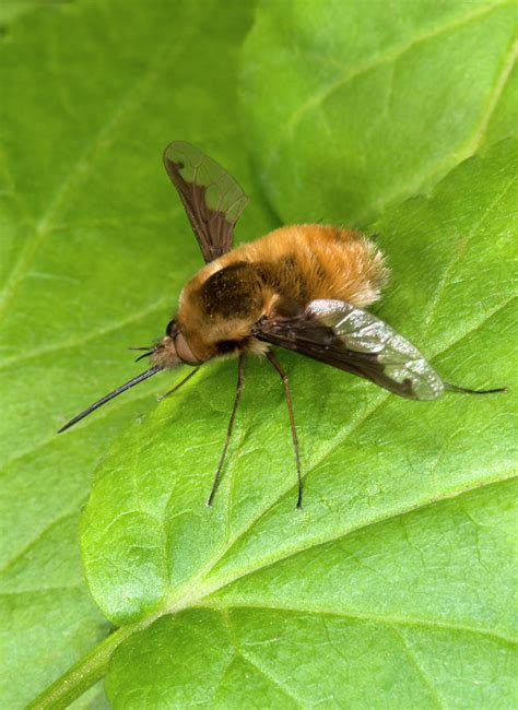 Bee-fly Photograph by Nigel Downer - Pixels