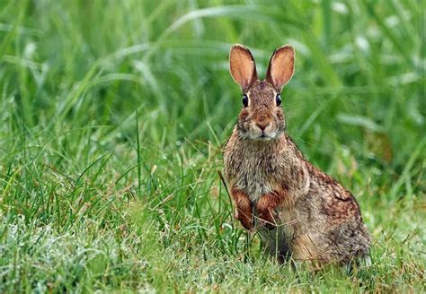 Eastern Cottontail Rabbit Facts Pictures Behavior And Habitat Animal