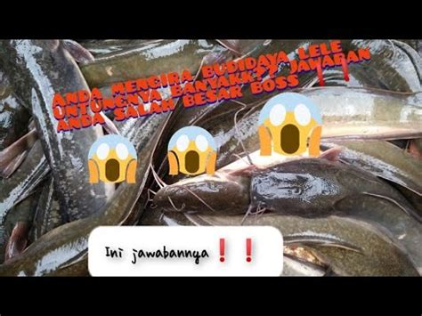 Keuntungan Budidaya Lele 1000 Ekor Untung Atau Buntung Makanya Tonton