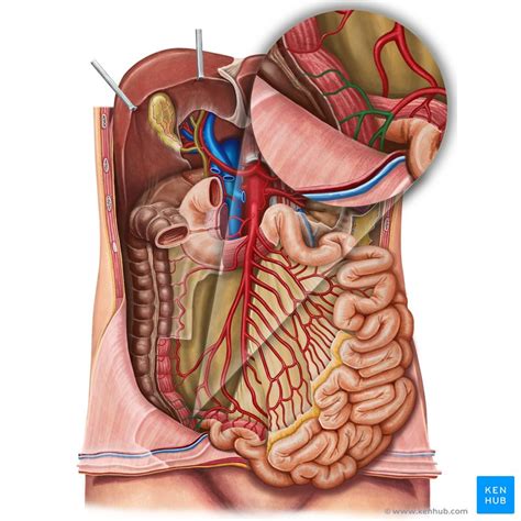 Cecum and vermiform appendix: Anatomy and function | Kenhub