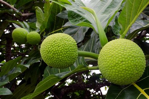 Breadfruit A Treasured Part Of Caribbean Food And Culture Caribbean And Co