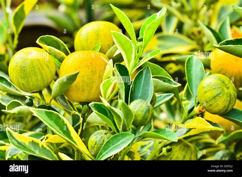 Kumquat tree with fruit Stock Photo - Alamy