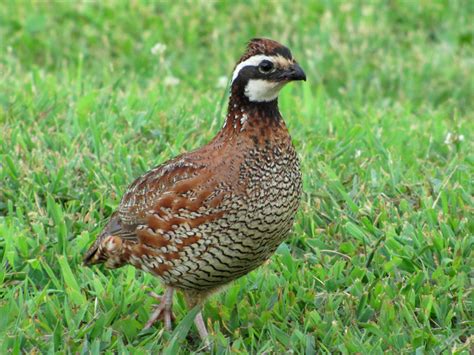 Birds of The World: New World Quail (Odontophoridae)