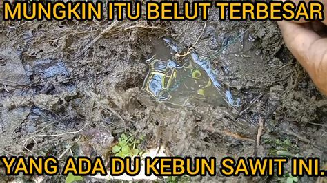 Pertama Mancing Belut Di Kebun Sawit Ini Langsung Dapat Belut Monster