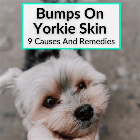 Bumps On Yorkie Skin 9 Causes And Remedies