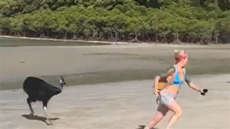 Tourist Filmed Being Chased By Cassowary At Cape Tribulation The Courier Mail