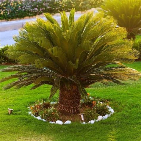 Cycas Revoluta MyPalmShop