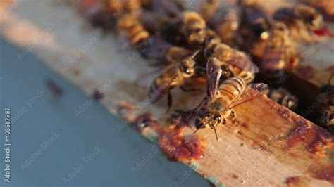 Video Stock Bees Convert Nectar Into Honey Close Up Bee Flying Bee Honeycomb Hive Honey Apiary