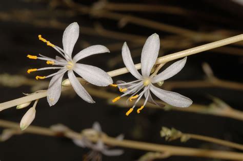 Chlorophytum Capense Asparagaceae