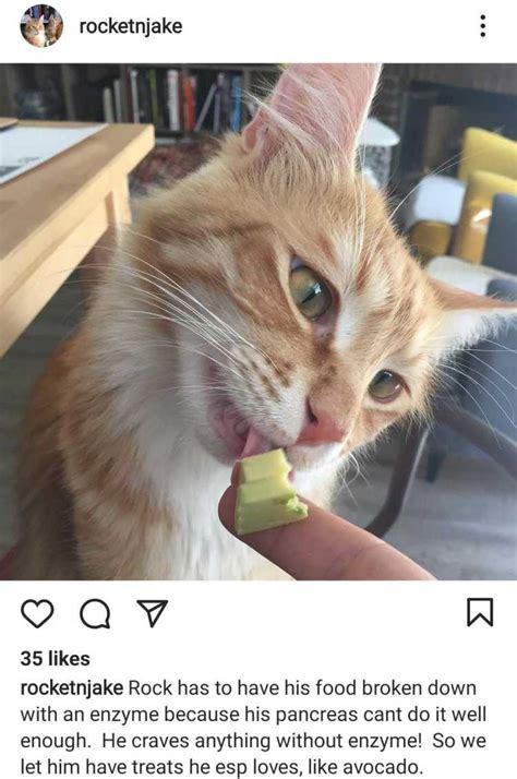 Can Cats Eat Avocado Heres Everything You Need To Know Pawlicy Advisor