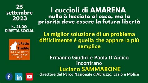 I Cuccioli Dell Orsa Amarena Il Punto Sul Presente Con Uno Sguardo Al