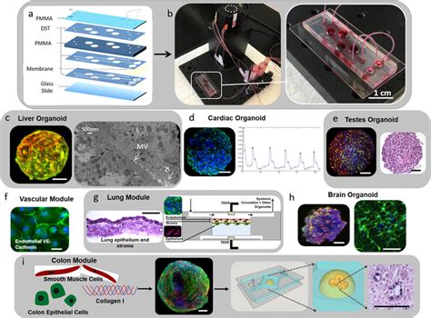 Visual Overview Of The Multi Organoid Platform A Microfluidic