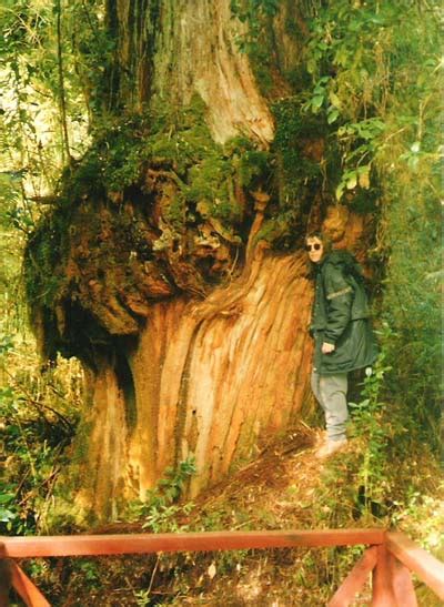 Árboles Milenarios En La X Región De Chile Los Lagos Taringa