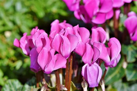 How To Grow Cyclamens Growing And Caring For Cyclamen