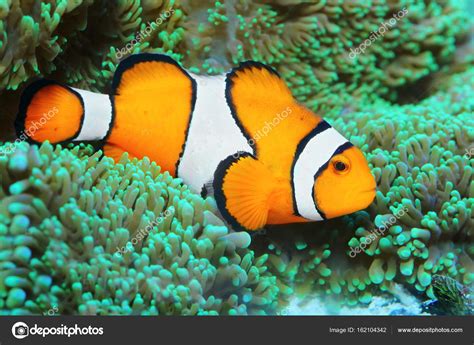 Underwater photo of tropical reef fish — Stock Photo © vladvitek #162104342