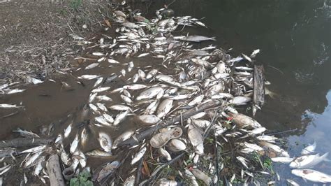 Centenas De Peixes S O Encontrados Mortos No Rio Teles Pires Em Mt