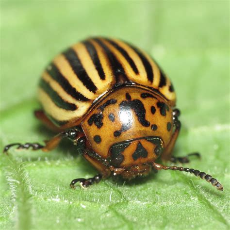 Chrysomelidae Leaf Beetles