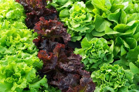 9 Health And Nutrition Benefits Of Red Leaf Lettuce Hooshout