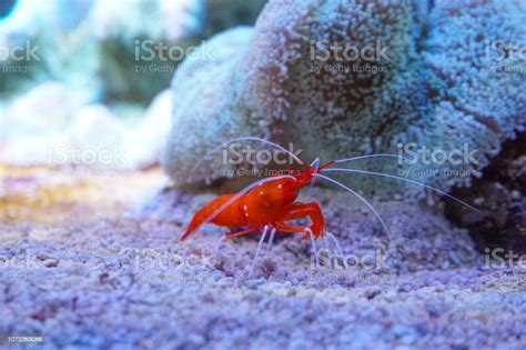 Red Marine Shrimp Lysmata Debelius Stock Photo Download Image Now