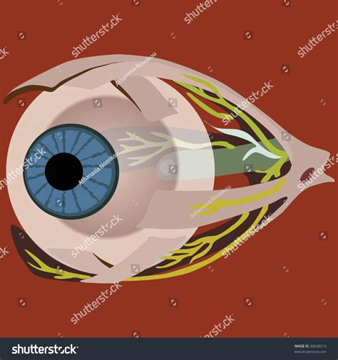 Eye Muscles Vector Stock Vector (Royalty Free) 39638515 | Shutterstock