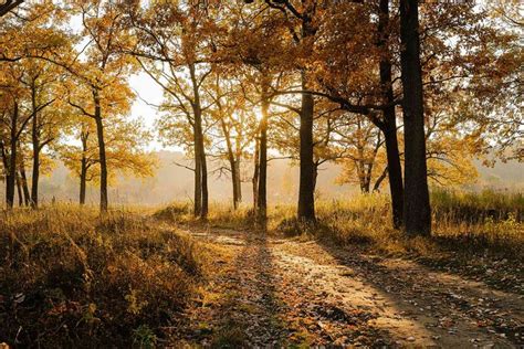 Hardwood Trees: Identifying the Most Common Species | Deciduous trees ...