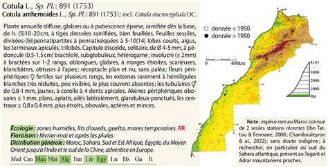 Genre Cotula Flore Du Maroc Famille Des Asteraceae Cl D Identification