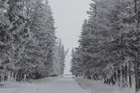 Free Images Tree Forest Branch Snow Frost Weather Fir Season