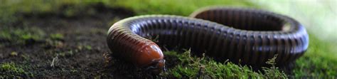 Millipede Control And Treatment Millipede Facts Lookout Pest Control