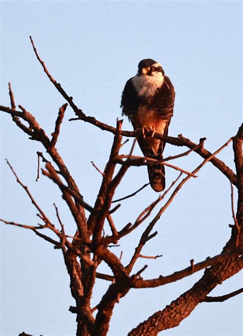 Aplomado Falcon (Falco femoralis) Emas National Park, Goias State, Brazil — Coke Smith Wildlife