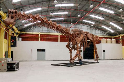 Meet Patagotitan mayorum, a long-necked behemoth that weighed as much ...