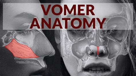 Vomer Anatomy Relations And Articulations Youtube