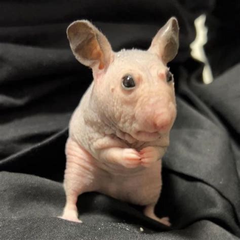 A Hairless Hamster R Pics