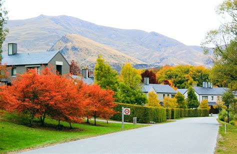 AMELANCHIER Canadensis Easy Big Trees New Zealand