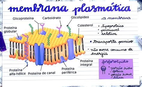 Mapa Mental Sobre Membrana Plasm Tica Membrana Plasm Tica The Best