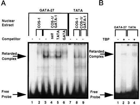 Identification Of Proteins Binding To The Gata Site A A