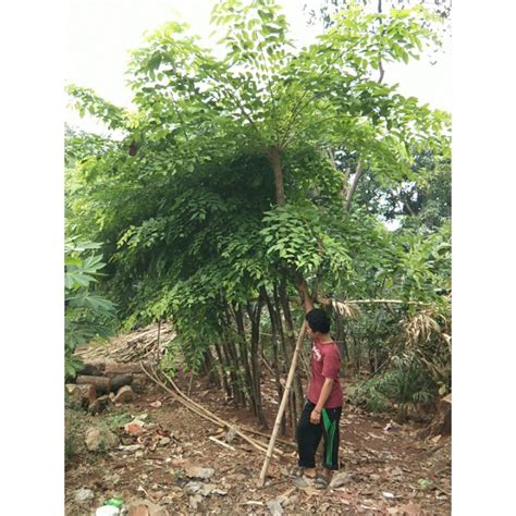 jual pohon angsana dll shopee indonesia