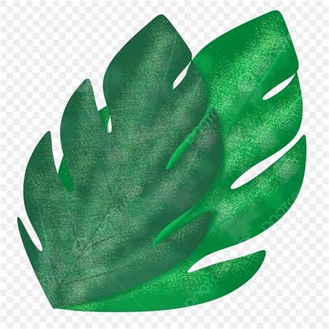 Tropical Monstera Leaves Tropical Leaves Monstera Leaves Png