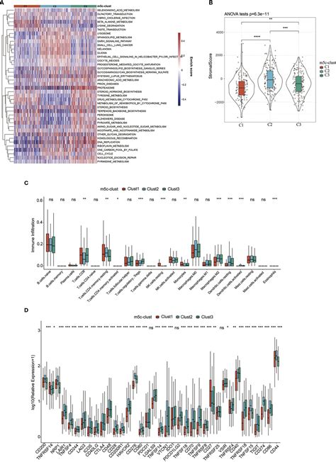 Frontiers M C Regulator Mediated Methylation Modification Patterns