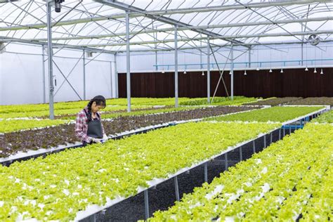 Mulher Asi Tica Agricultora Local Que Cultiva Alface Verde De Salada De