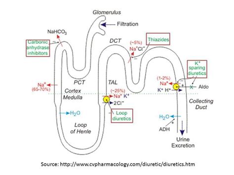 Loop Diuretics Mechanism of Action - PaxtonewaRamsey