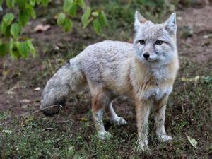 Corsac Fox Facts, Habitat, Diet, Life Cycle, Baby, Pictures