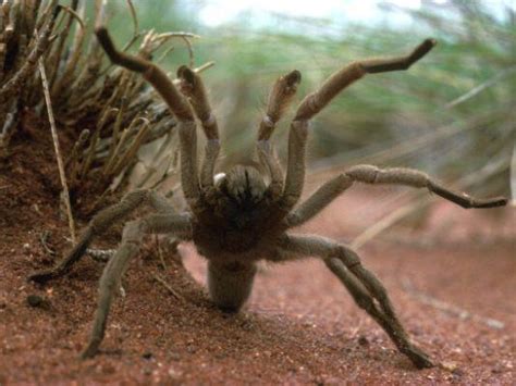 The Queensland Whistling Tarantula (or barking spider), Australia’s ...