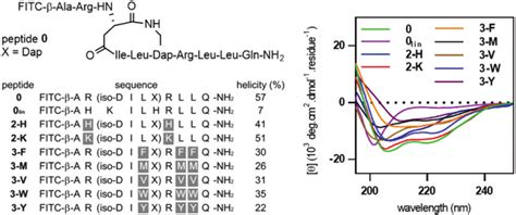 Peptide Sequences Circular Dichroism Spectra And Calculated Helicity